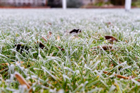 Photo for First autumn frost. Morning frost. Green grass covered with white frost in the garden. Winter is coming. - Royalty Free Image