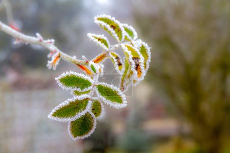 Photo for First autumn frost. Rose leaves covered with white frost. Morning frost, green frozen plant leaves. Winter is coming. - Royalty Free Image