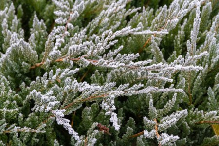 Photo for First autumn frost. Morning frost. Green thuja leaves covered with white frost in the garden. Winter is coming. - Royalty Free Image