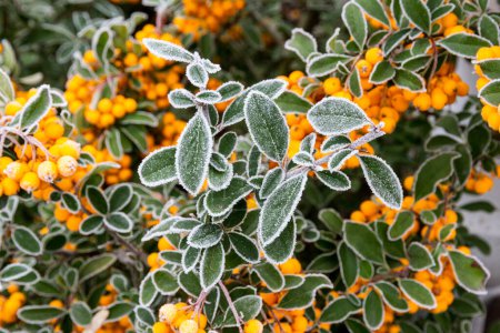 Photo for First autumn frost. Morning frost. Yellow berries and green bush leaves, covered with white frost. Winter is coming. - Royalty Free Image