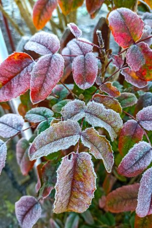 Photo for First autumn frost. Morning frost. Green ilex branches and leaves in the garden covered with white frost. Winter is coming. - Royalty Free Image