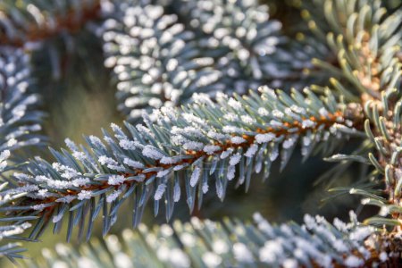 Photo for First autumn frost. Morning frost. Green spruce branches in the garden covered with white frost. Winter is coming. - Royalty Free Image