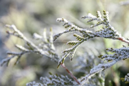 Photo for First autumn frost. Morning frost. Green thuja leaves covered with white frost in the garden. Winter is coming. - Royalty Free Image