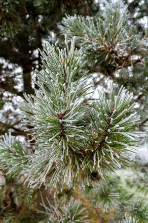 Photo for First autumn frost. Morning frost. Green pine branches in the garden covered with white frost. Winter is coming. - Royalty Free Image