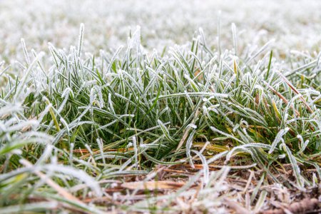 Photo for First autumn frost. Morning frost. Green grass covered with white frost in the garden. Winter is coming. - Royalty Free Image