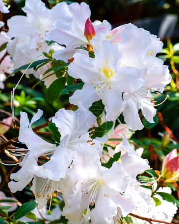 Téléchargez les photos : Fleurs blanches de rhododendron dans le jardin. Gros plan d'un rhododendron aux fleurs blanches. Beau fond de texture fleurie. - en image libre de droit