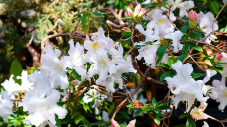 Téléchargez les photos : Fleurs blanches de rhododendron dans le jardin. Énorme buisson de rhododendron avec fleur blanche. Beau fond de texture fleurie. - en image libre de droit