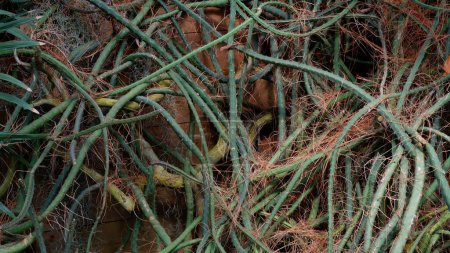 Tallos rizados de planta de los trópicos. Los tallos de suculentas se envuelven alrededor de un soporte de madera. Planta con raíces aéreas.