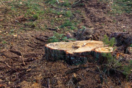 Téléchargez les photos : Une grosse souche dans une clairière dans la forêt. La souche a été laissée d'un arbre abattu après l'abattage. Dommages causés par la déforestation, coupe d'arbres dans la forêt. - en image libre de droit