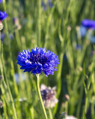 Cornflower flower on a green background. Beautiful cornflowers blooming in the garden. A place to copy.