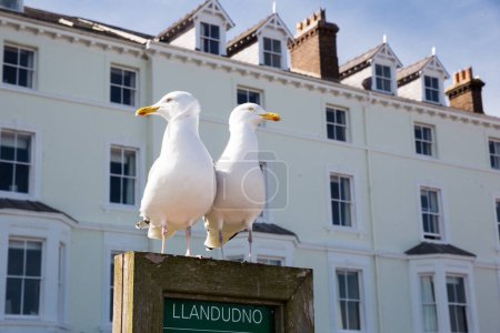 Foto de Dos pájaros blancos contra edificio blanco en estatua. - Imagen libre de derechos