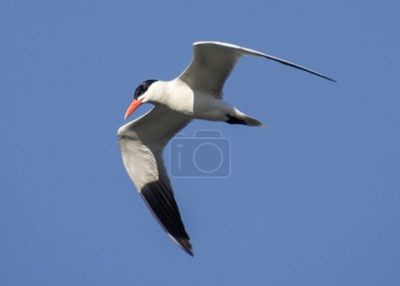 Photo for Beautiful caspian tern bird flying in the sky, looking for fish - Royalty Free Image