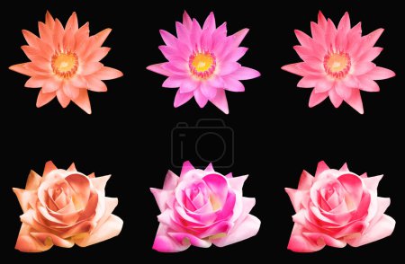 Photo for Top veiw, Colourful lotus and rose flowers blossom bloom isolated on black background for stock photo or design, floral spring summer, pattern set plants - Royalty Free Image
