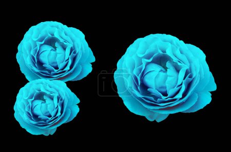 Téléchargez les photos : Top veiw, Collection three rose flowers blue color blossom blooming  isolated on black background for stock photo or illustration, summer plants - en image libre de droit