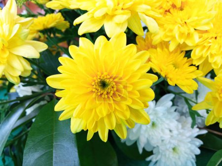 Téléchargez les photos : Top veiw, luminosité chrysanthèmes simples fleur jaune fleur fleur fond flou pour la photo de stock ou d'illustration, plantes d'été - en image libre de droit
