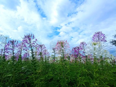 Téléchargez les photos : Vue sauvage, Un beau champ d'été de fleurs violettes colorées, la lumière naturelle du soleil, et lumineux fond de ciel d'été.Paysage, Orthosiphon aristatus fleurs - en image libre de droit