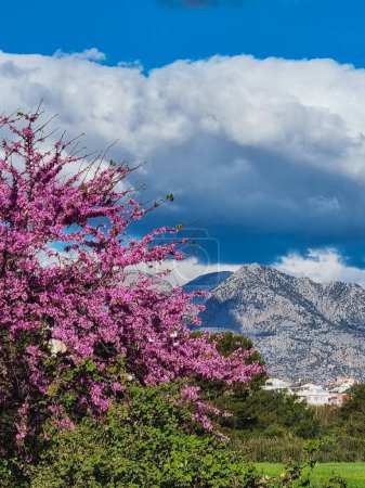 Téléchargez les photos : L'arbre fleurit abondamment avec des fleurs roses sur le fond des montagnes avec des sommets enneigés, la ville et les arbres verts en arrière-plan - en image libre de droit