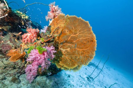 Téléchargez les photos : Branchement Gorgonian Sea Fan corail (Seafan) avec récif corallien doux coloré et vie marine à North Andaman, un célèbre site de plongée sous-marine et paysage sous-marin exotique en Thaïlande. - en image libre de droit
