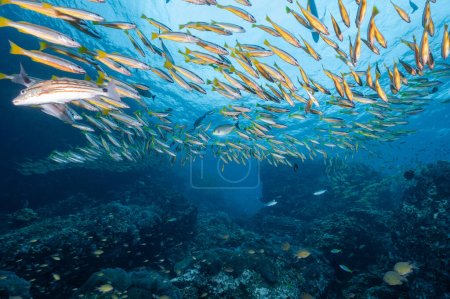 Schwarm gelb gestreifter Schnappfische am Richelieu Rock, einem berühmten Tauchplatz und exotischer Unterwasserlandschaft in Thailand.