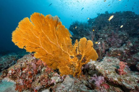 Téléchargez les photos : Giant Branching Gorgonian Sea Fan corail (Seafan) avec récif corallien doux coloré et vie marine à North Andaman, un célèbre site de plongée sous-marine et paysage sous-marin exotique en Thaïlande. - en image libre de droit