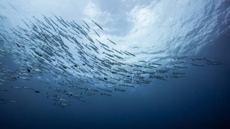 Téléchargez les photos : School of Barracuda fish in the blue ocean. Large group of marine life swimming together in Andaman Sea, Thailand. - en image libre de droit