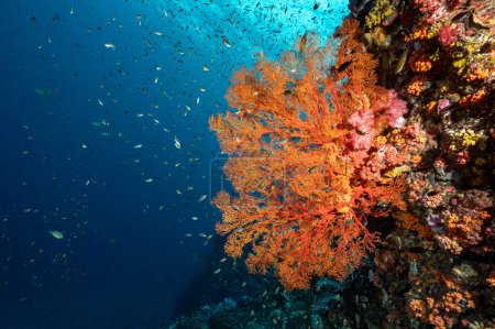 Téléchargez les photos : Magnifique corail de fan de la mer Gorgonienne (Seafan), corail doux coloré et banc de poissons au rocher Richelieu, un célèbre site de plongée sous-marine d'Andaman Nord. Superbe paysage sous-marin en Thaïlande - en image libre de droit
