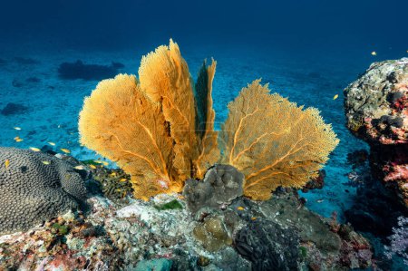 Téléchargez les photos : Branchement Gorgonian Sea Fan corail ou Giant Seafan avec vie marine à North Andaman, un célèbre site de plongée sous-marine et paysage sous-marin exotique en Thaïlande. - en image libre de droit