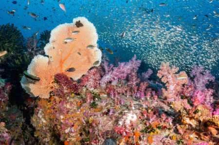 Téléchargez les photos : Branchement Gorgonian Sea Fan corail (Seafan), corail mou coloré et l'école de poissons à Richelieu Rock, un célèbre site de plongée sous-marine de North Andaman. Paysage sous-marin exotique en Thaïlande - en image libre de droit