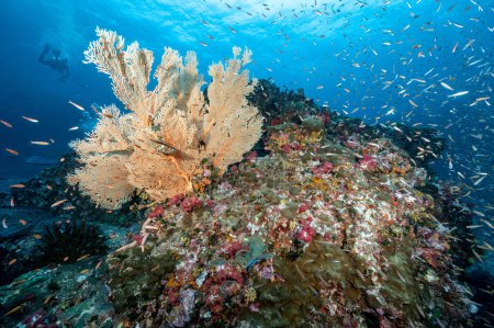 Téléchargez les photos : Branchement géant Gorgonian Sea Fan corail (Seafan) avec récif corallien doux coloré et école de poissons à North Andaman, un célèbre site de plongée sous-marine et paysage sous-marin magnifique en Thaïlande. - en image libre de droit