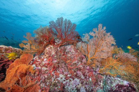 Téléchargez les photos : Branchement coloré Gorgonian Sea Fan corail (Seafan) sur le rocher avec la vie marine à Tachai Pinnacle, un célèbre site de plongée sous-marine de North Andaman et magnifique paysage sous-marin en Thaïlande. - en image libre de droit
