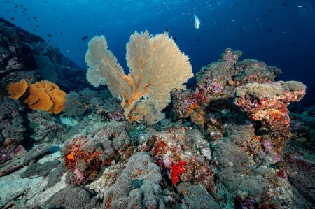 Téléchargez les photos : Giant Branching Gorgonian Sea Fan corail (Seafan) avec récif corallien doux coloré et vie marine à North Andaman, un célèbre site de plongée sous-marine et paysage sous-marin exotique en Thaïlande. - en image libre de droit