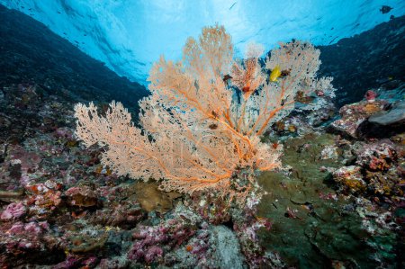 Téléchargez les photos : Branchement Gorgone Sea Fan corail (Seafan), corail doux coloré et la vie marine à Richelieu Rock, un célèbre site de plongée sous-marine de North Andaman. Paysage sous-marin exotique en Thaïlande - en image libre de droit
