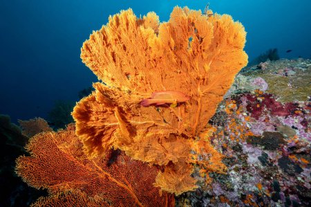 Téléchargez les photos : Branchement Gorgonian Sea Fan corail ou Giant Seafan avec vie marine à North Andaman, un célèbre site de plongée sous-marine et paysage sous-marin exotique en Thaïlande. - en image libre de droit