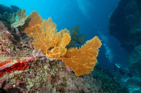 Téléchargez les photos : Giant Branching Gorgonian Sea Fan corail (Seafan) avec mur de récif corallien coloré et la vie marine à North Andaman, un célèbre site de plongée sous-marine et paysage sous-marin exotique en Thaïlande. - en image libre de droit