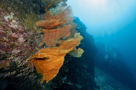 Téléchargez les photos : Giant Branching Gorgonian Sea Fan corail (Seafan) avec récif corallien coloré et vie marine à North Andaman, un célèbre site de plongée sous-marine et paysage sous-marin exotique en Thaïlande. - en image libre de droit