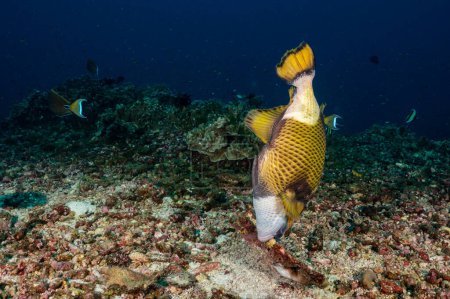 Téléchargez les photos : Bécasseau Titan, bécasseau géant ou bécasseau moustache (Balistoides viridescens) mordant une branche de corail dans la mer d'Andaman, Thaïlande. - en image libre de droit