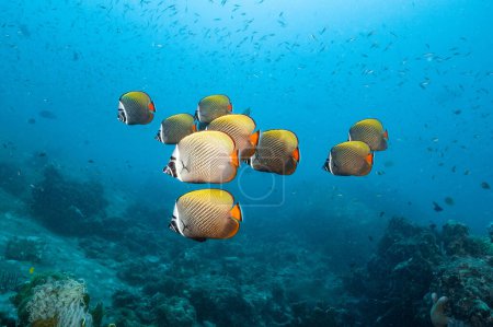 Photo for School of Redtail Butterflyfish, Pakistan Butterflyfish or Chaetodon collare swimming over the coral reef in Andaman Sea in Thailand. - Royalty Free Image