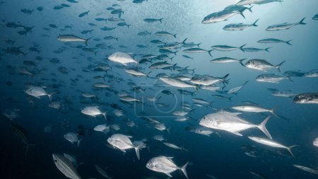 School of Jack fish or jackfish in the blue ocean. Group of Jacks swimming together in the Gulf of Thailand. Marine life and underwater conservation. World ocean day concept