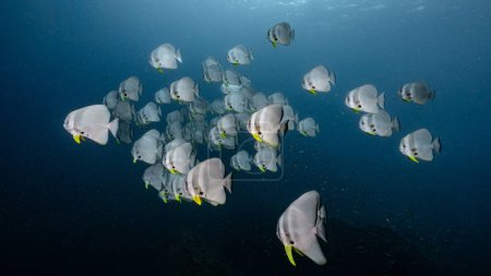 School of Longfin Batfish, also known as the Platax teira, Teira batfish, Longfin spadefish, or round faced batfish swimming together in the blue ocean. Marine life and underwater conservation.