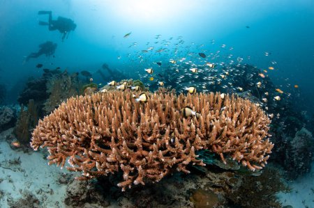 Foto de Coral Staghorn en arrecife de coral duro tropical con escuela de peces cerca de la isla Similan en el mar de Andamán. Vida marina del ecosistema submarino. Turismo de buceo en Tailandia - Imagen libre de derechos