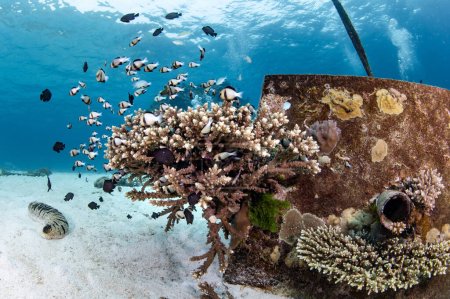 Foto de Coral Staghorn creciendo en bloque de amarre de hormigón con la escuela de peces nadando en el sitio de buceo Isla Similan en el mar de Andamán. Vida marina del ecosistema submarino. Turismo de buceo en Tailandia - Imagen libre de derechos