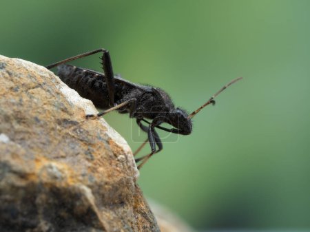 Foto de Primer plano vista lateral de un adulto enmascarado cazador asesino insecto (Reduvius personatus) arrastrándose sobre una roca - Imagen libre de derechos