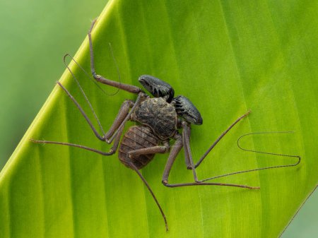 Téléchargez les photos : P7280888 scorpion fouet sans queue, Phrynus barbadensis, sur feuille de banane cECP 2022 - en image libre de droit