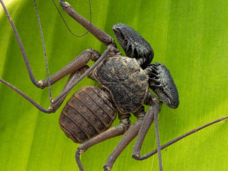 Téléchargez les photos : Vue dorsale rapprochée du corps d'un scorpion fouet néotropical sans queue, Phrynus barbadensis - en image libre de droit