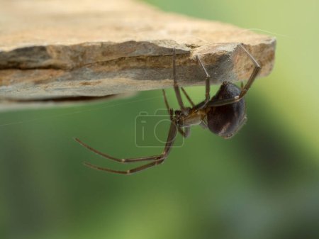una falsa araña viuda de patas largas (Steatoda grossa) acechando bajo una cornisa de roca