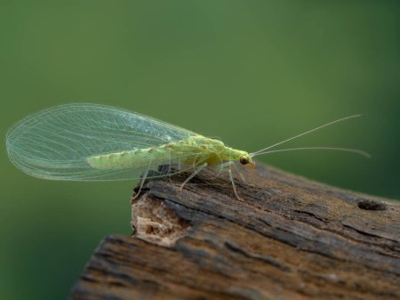 Photo for Side view of a pretty green lacewing, family Chrysopidae, resting on a piece of wood - Royalty Free Image