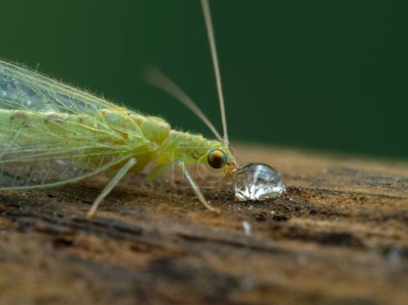 Photo for Close-up of image of a pretty green lacewing, family Chrysopidae, drinking a drop of honey - Royalty Free Image