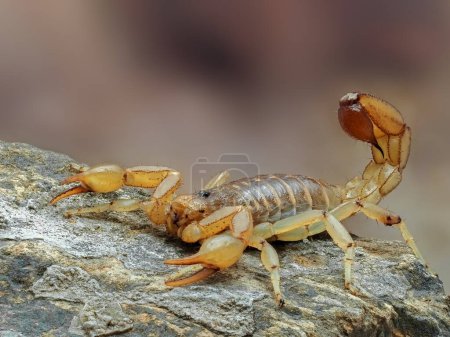 Téléchargez les photos : Vue latérale d'un scorpion à queue rayée coloré de l'Arizona, Paravaejovis spinigerus, sur le rocher - en image libre de droit