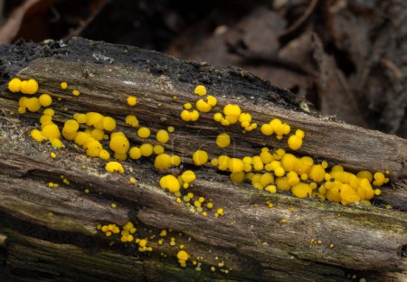 Photo for A piece of rotting log dotted with the bright yellow fruiting bodies of the yellow fairy cups fungus (Biosorella citrina) - Royalty Free Image