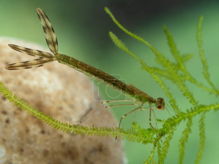 An aquatic damselfly nymph (or naiad) (Zygoptera species) underwater on a submerged plant